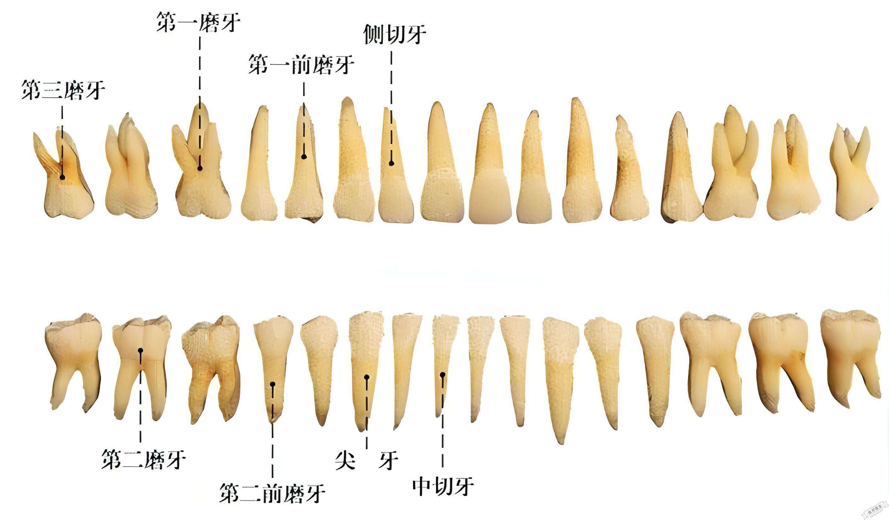 恒牙示意图