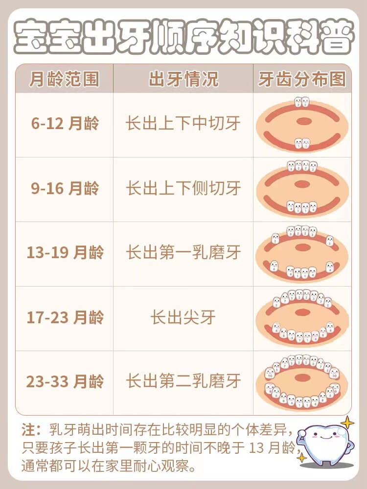 婴儿乳牙出牙顺序图