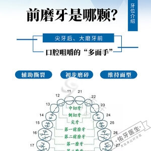 前磨牙是哪颗牙?图解位置及功能等 - 佑牙医生