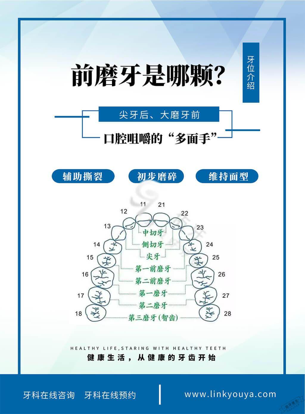 前磨牙是哪颗牙?图解位置及功能等 - 佑牙医生