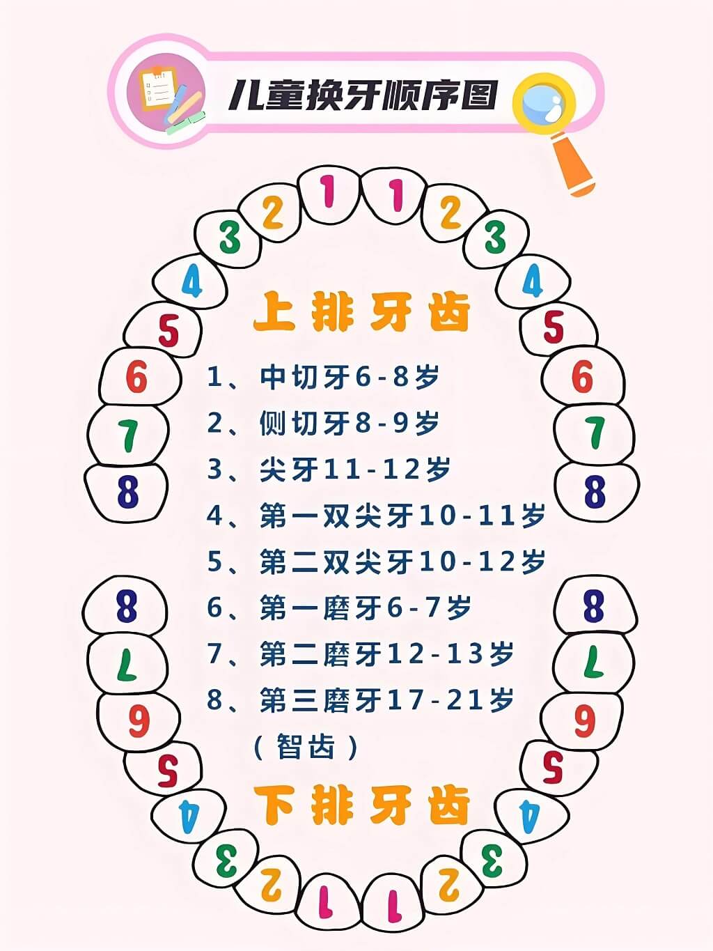儿童换牙齿顺序和年龄图