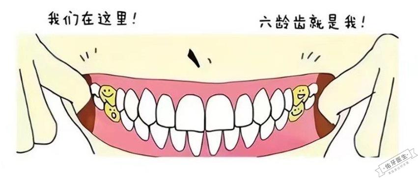 六龄齿位置图