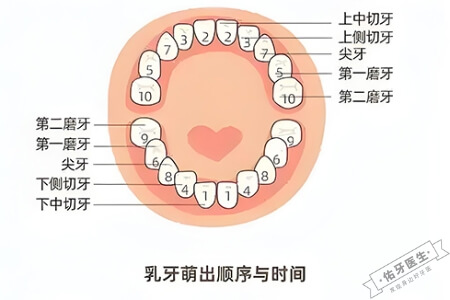 宝宝出牙的顺序