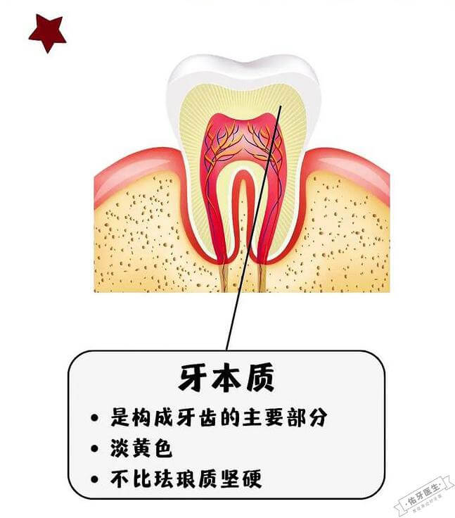 牙本质示意图