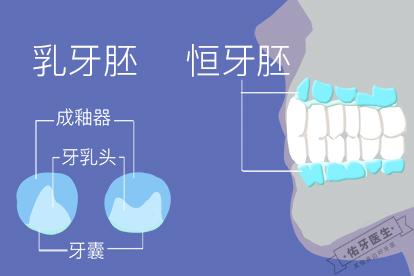 乳牙胚恒牙胚示意图